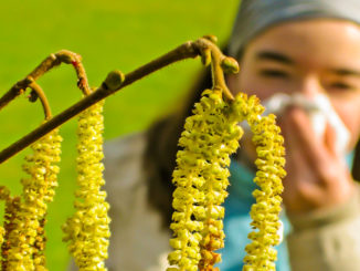 birkenpollen allergie